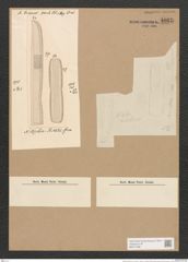 Nitzschia kittlii Grun. (de-Toni-Nr.: Genus 47, Species 2054) Zeichnungen Sammlung Grunow Nr. 4062 (NHMW-BOT-W0371896)